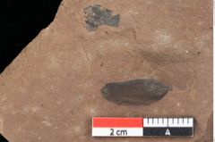Foto (Detailansicht) von Pinus palaeostrobus Ettingshausen (NHMW-GEO-2024-0188-0196)